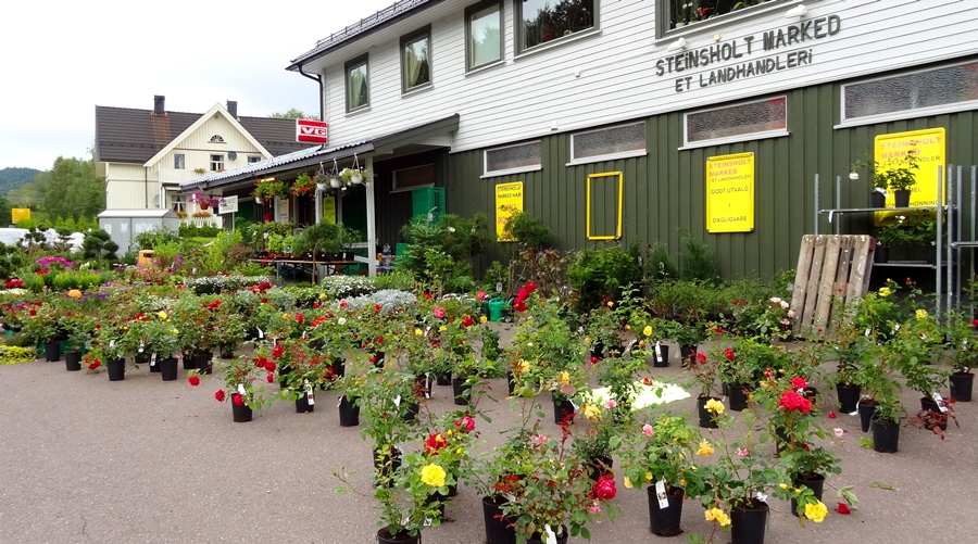 Blomstrar utanfor butikk. Foto.